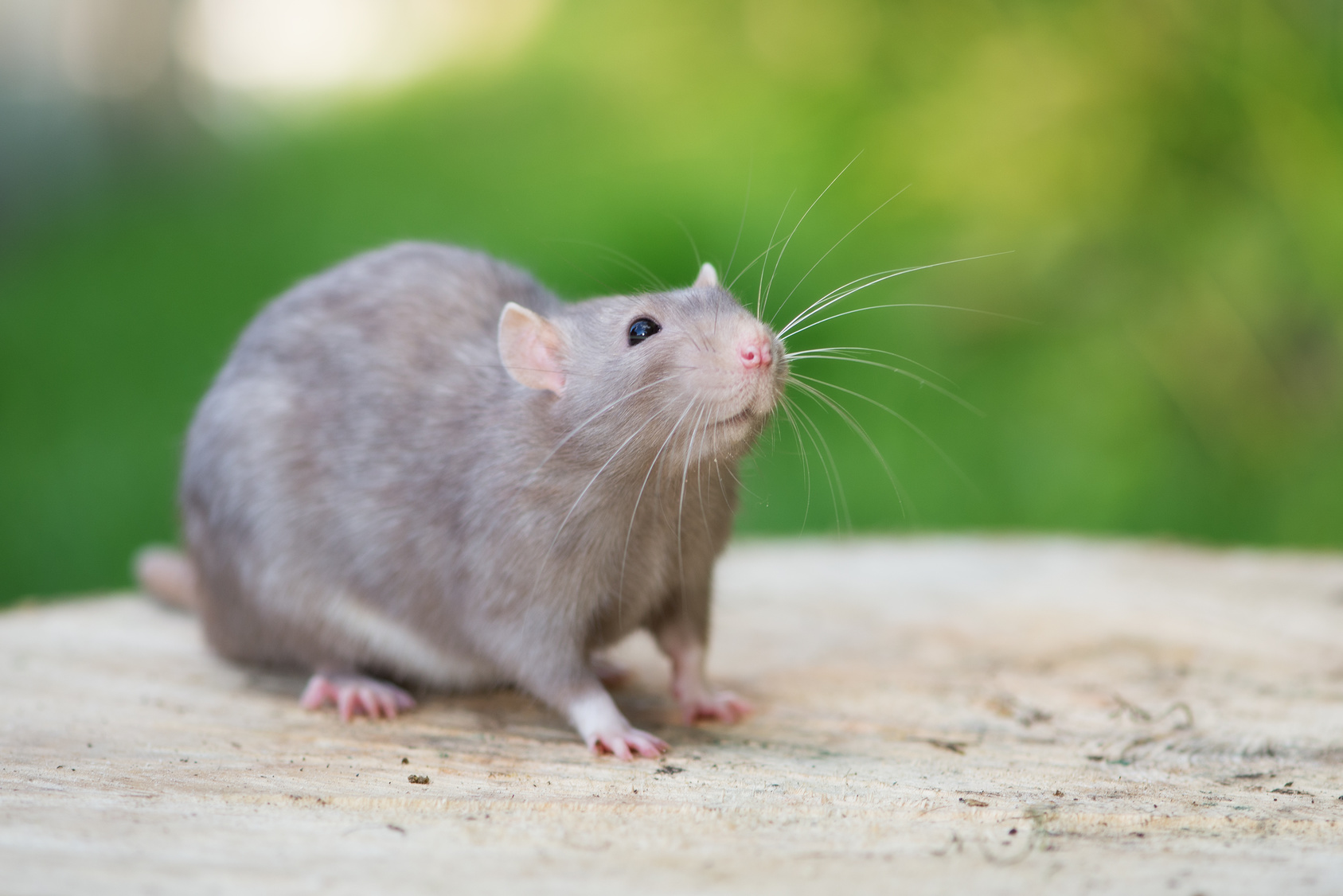 Comment bien utiliser une tapette à souris ou à rats ? Notre guide