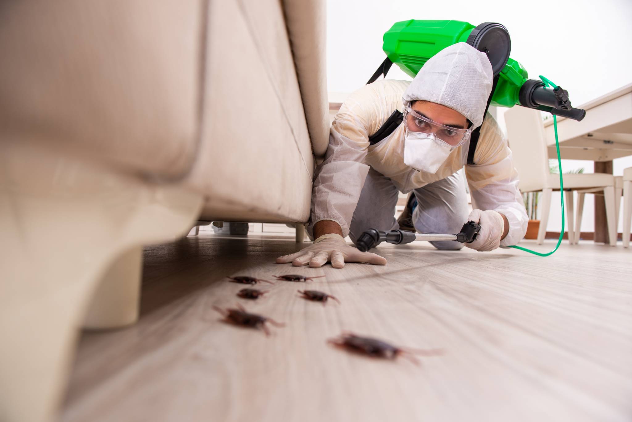 Rats, fourmis, puces, cafards, punaises de lit...92% des français en ont déjà eu des nuisibles chez eux ! - MySweetimmo