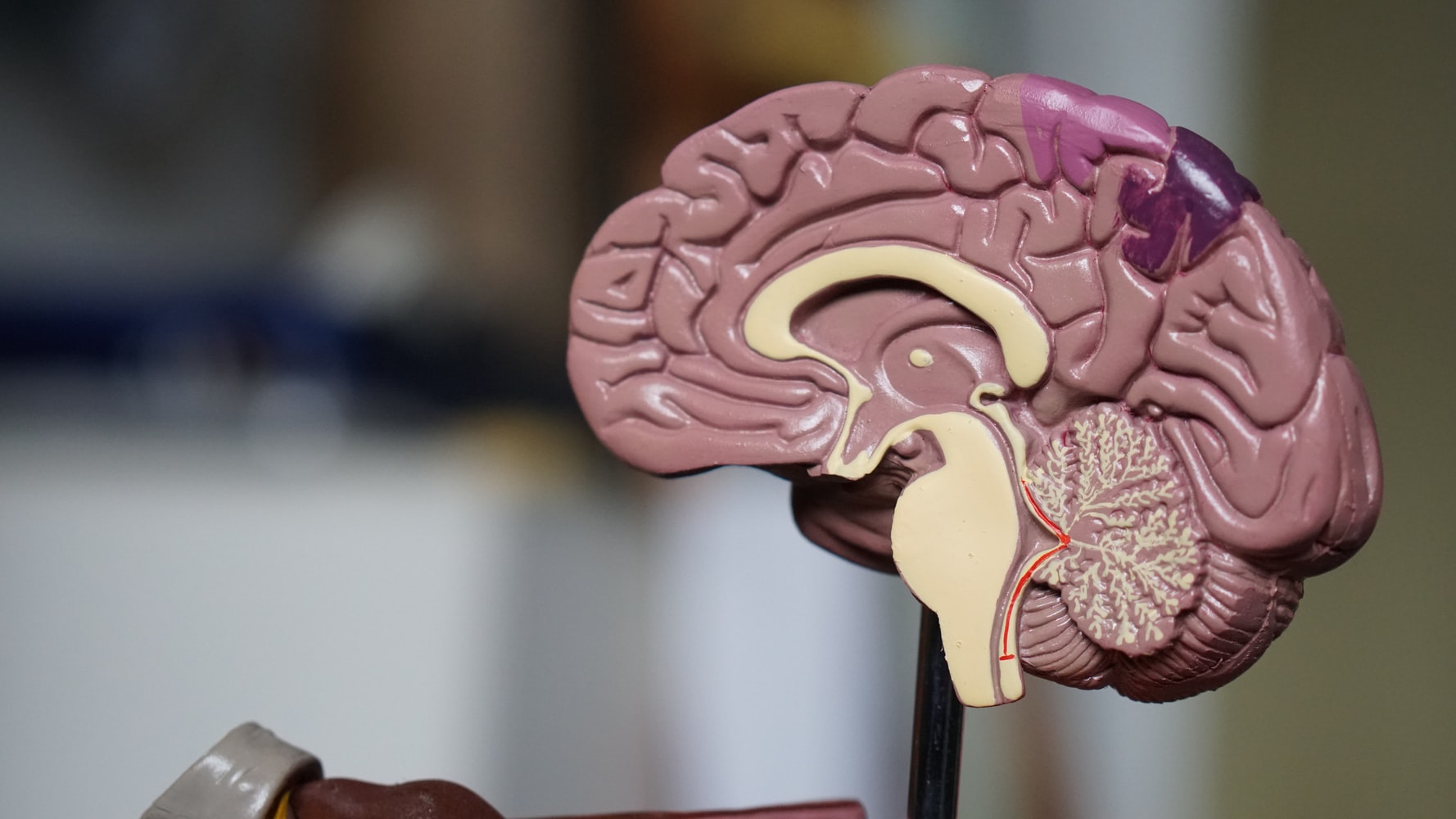 Comment faire de son cerveau un allié