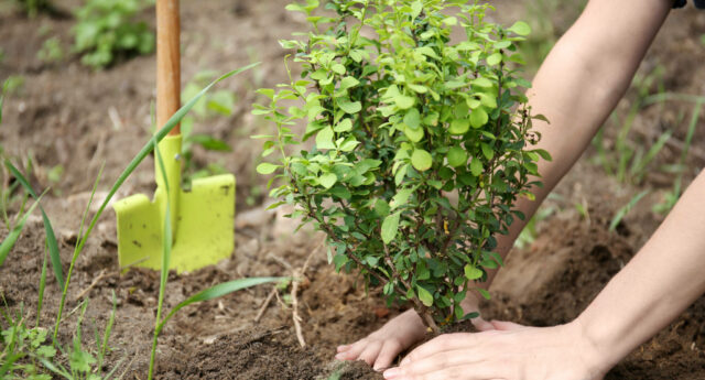 Plantation Arbre