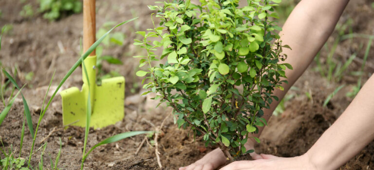 Plantation Arbre