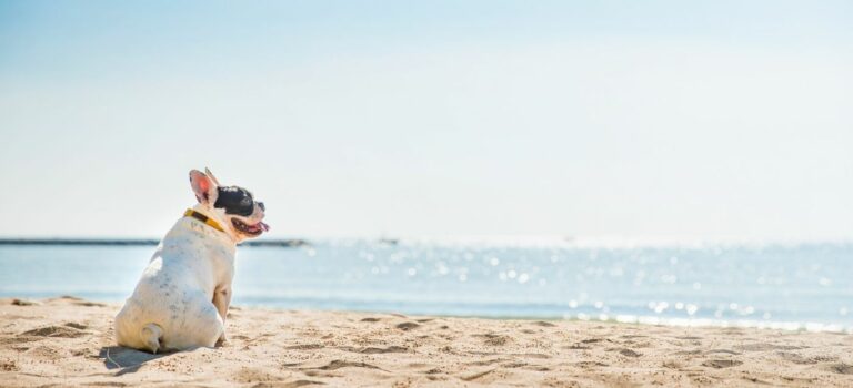 Chien sur la plage