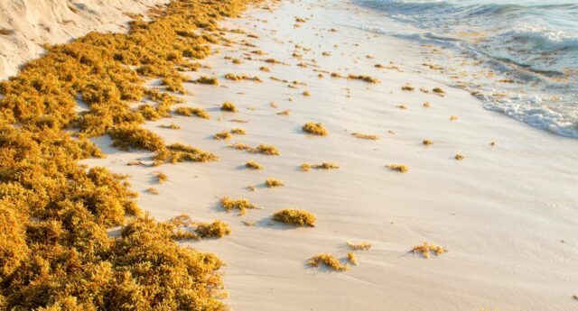 Des algues sur une plage de sable fin en France