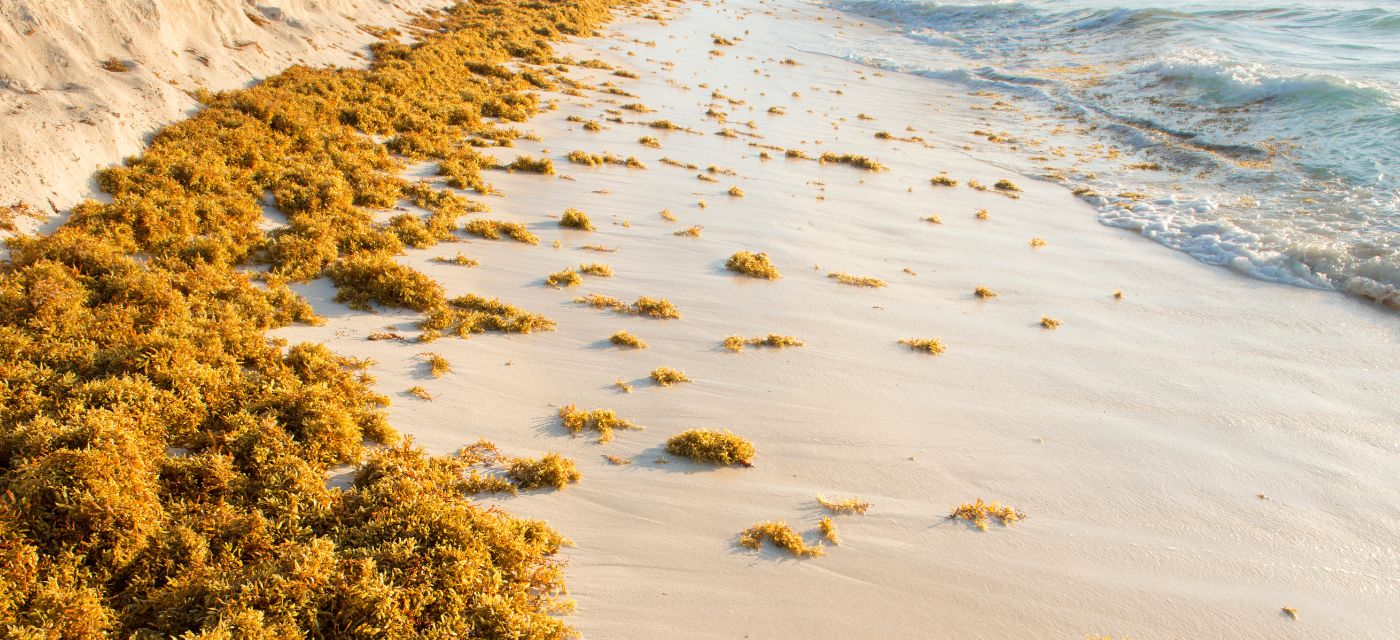 Des algues sur une plage de sable fin en France
