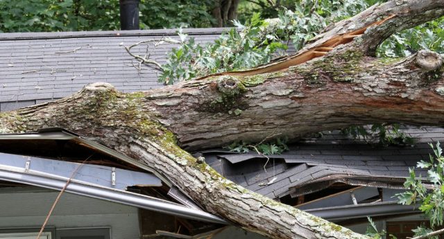 Un tronc d'arbre tombé sur le toit d'une maison