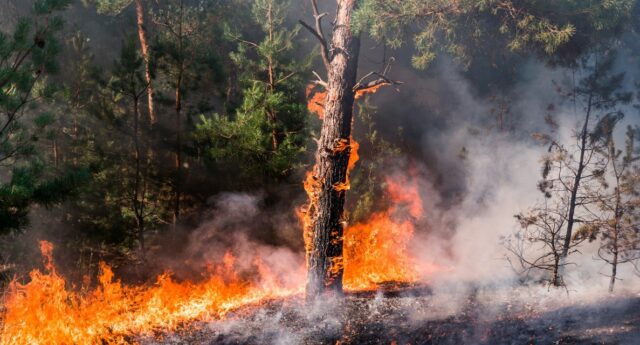 feux de forêt