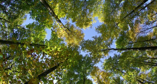 Des arbres et un bout de ciel bleu