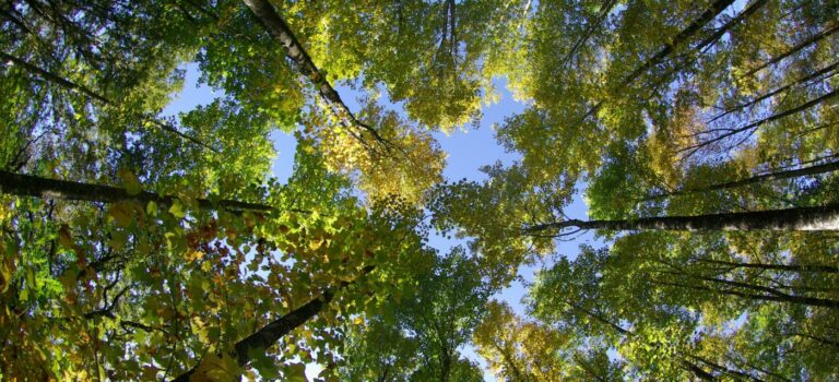 Des arbres et un bout de ciel bleu