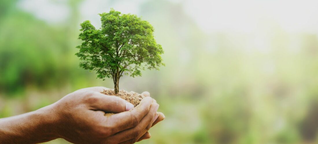 Arbre dans une main