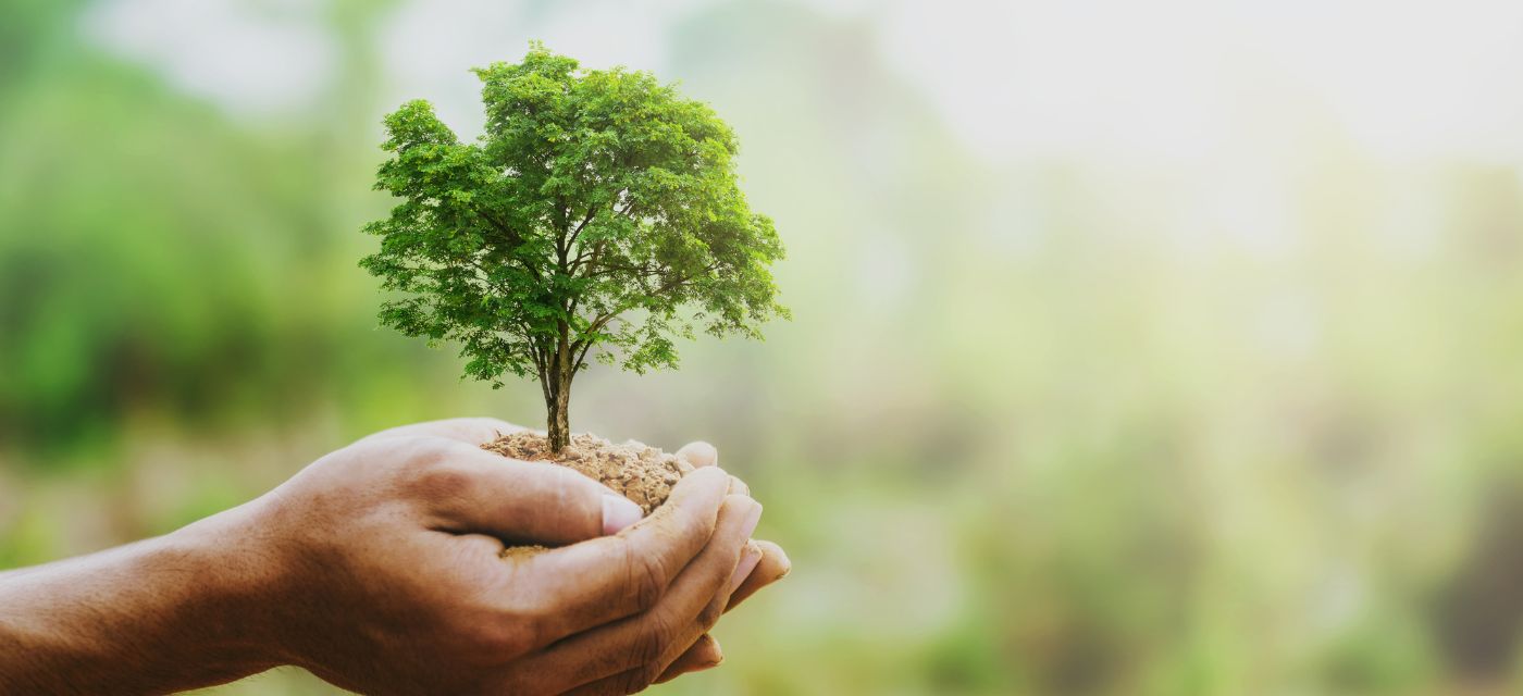 Arbre dans une main