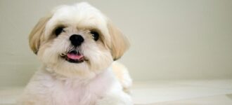 Photo d'un Shih Tzu blanc