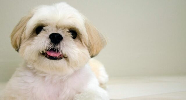 Photo d'un Shih Tzu blanc