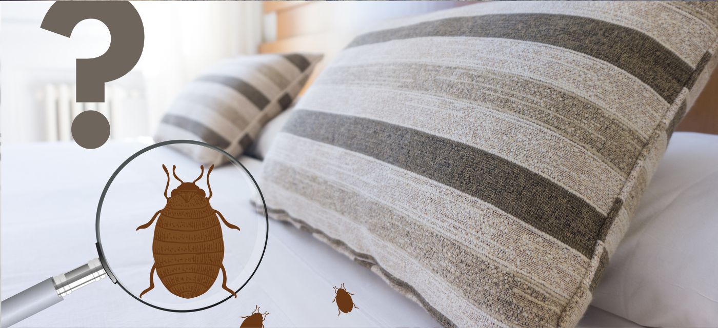Immobilier : Comment gérer le fléau des punaises de lit dans le  copropriétés ? - MySweetimmo