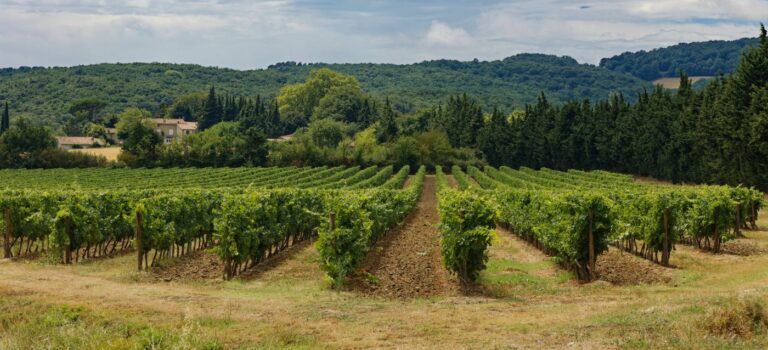 Vue dégagée sur la vallée de Carcassonne