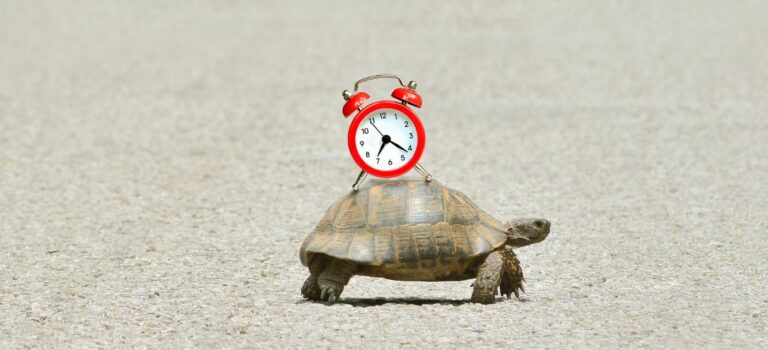 Une tortue qui avance avec un horloge sur la carapace