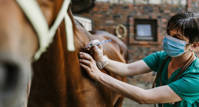 femme veterinaire en train de faire un piqure a un cheval dans une etable