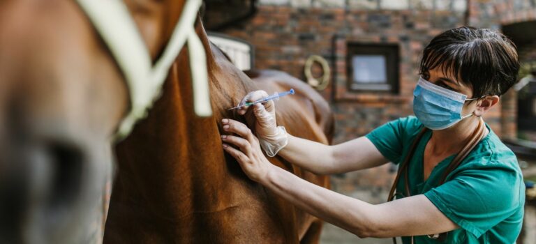 femme veterinaire en train de faire un piqure a un cheval dans une etable