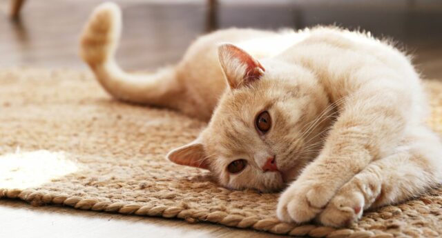 Chat allonge sur un tapis dans un salon