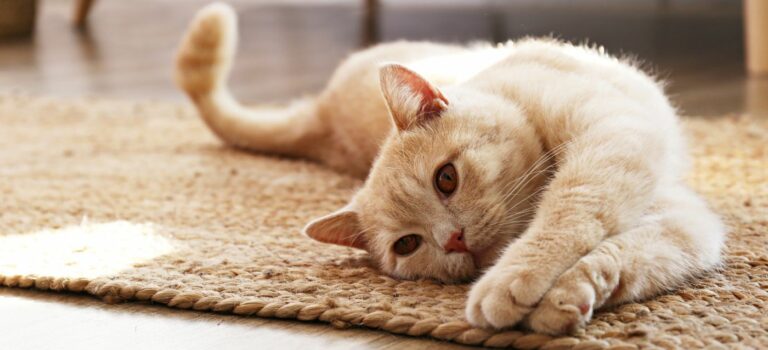 Chat allonge sur un tapis dans un salon