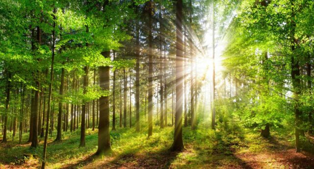 Forêt