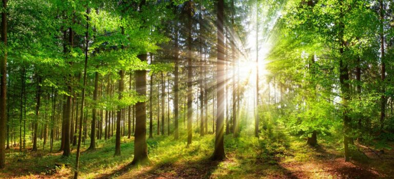 Forêt