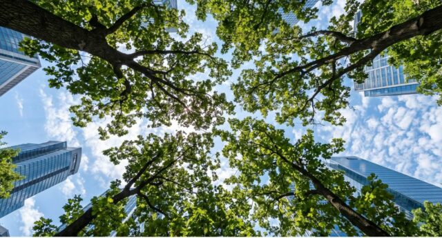 Cimes d’arbres vues d’en bas entre plusieurs immeubles modernes