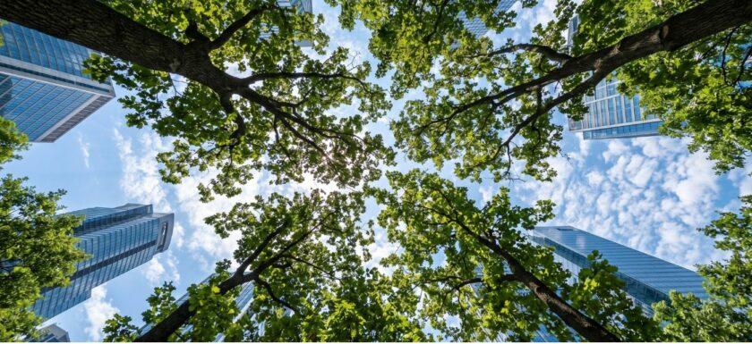 Cimes d’arbres vues d’en bas entre plusieurs immeubles modernes