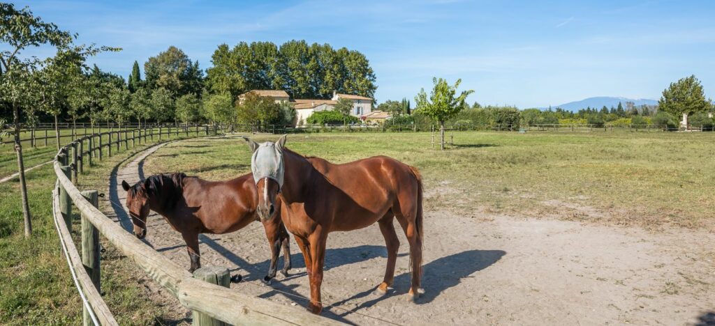 Immobilier Isle-sur-la-Sorgue : un mas et près de 10 hectares pour vivre avec ses chevaux